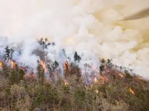 wildfire 